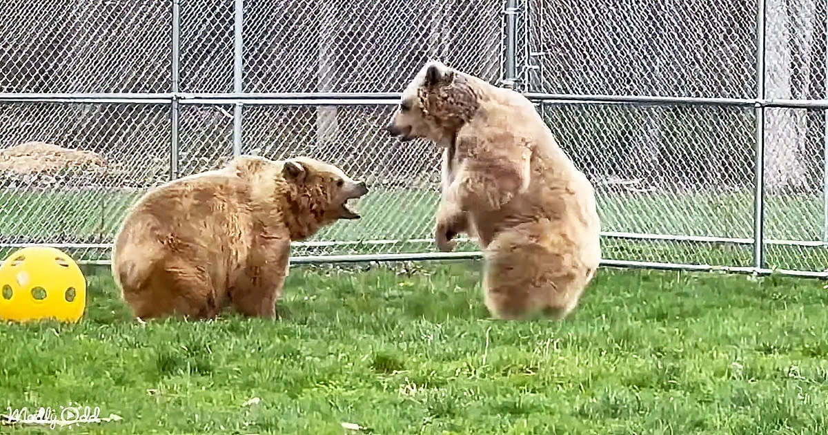 Two bears playfully interact on grass, one standing on hind legs, another sitting, near a yellow ball.