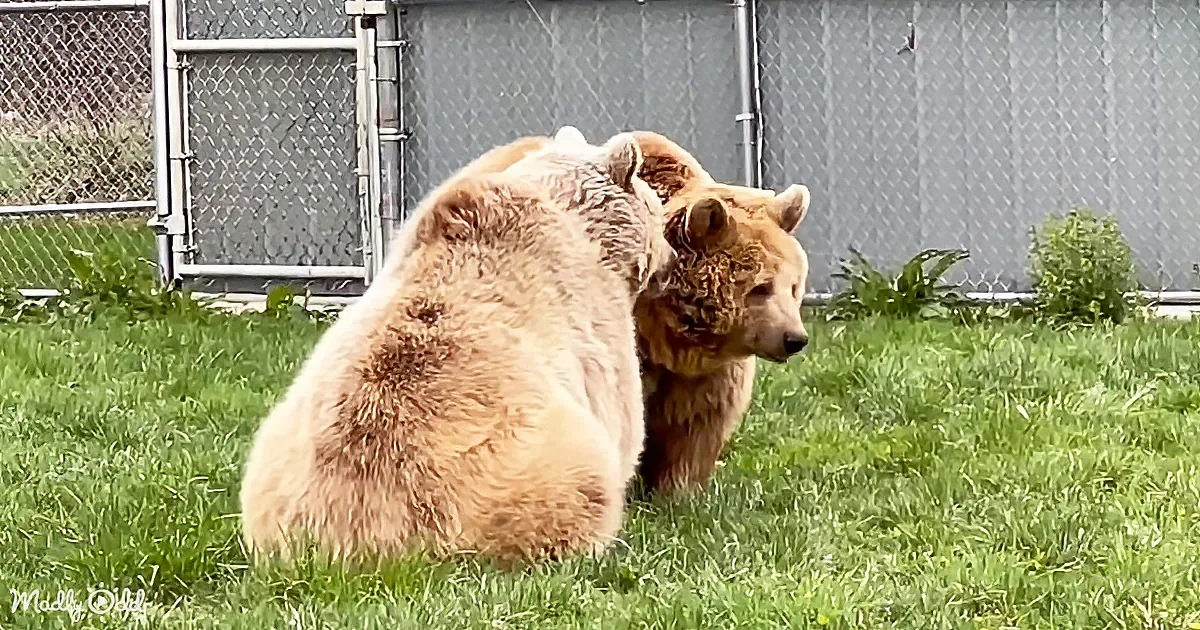 Two brown bears, one sitting and one standing, in a grassy area with a chain-link fence in the background.