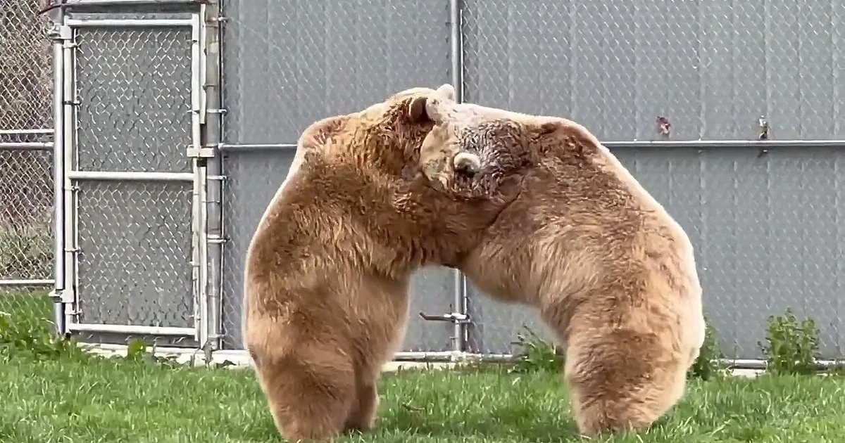 Syrian Brown Bears Win Hearts With Their Playful Strength and Bonding