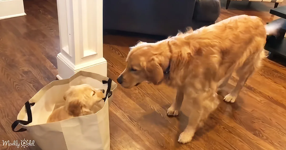 A golden retriever is interacting with a smaller dog inside a bag on a wooden floor.