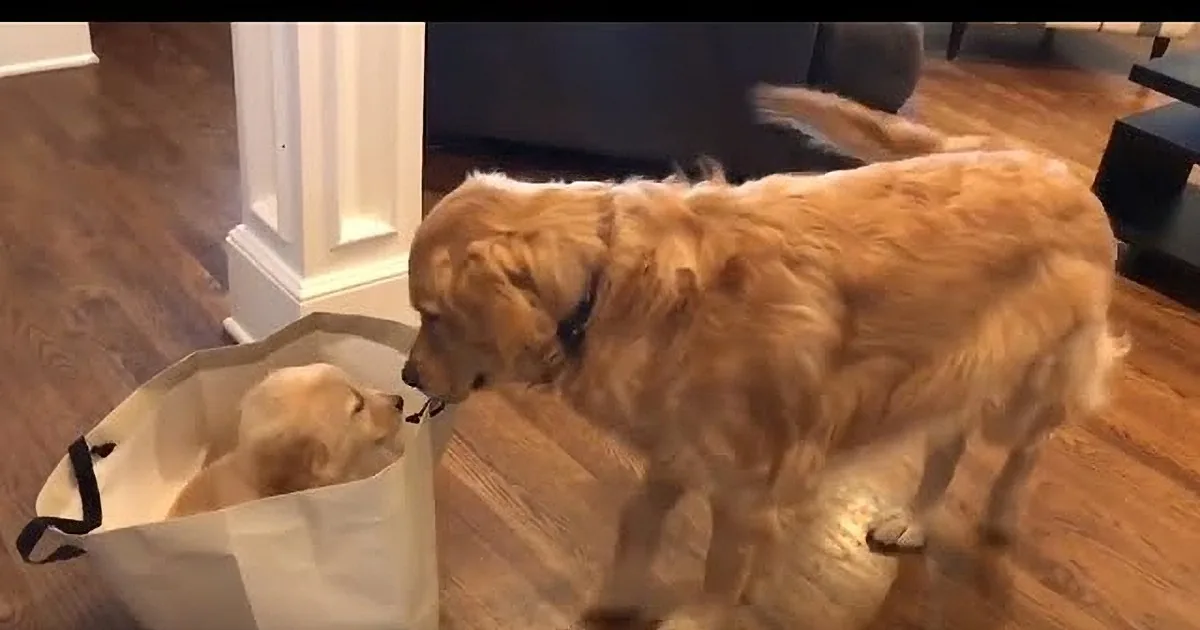 Golden Retriever Encounters His Charming Biological Sibling for the First Time