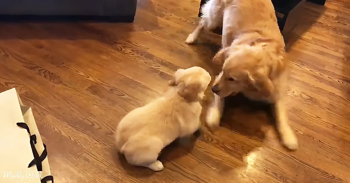 A golden retriever puppy and an adult dog interact on a wooden floor.