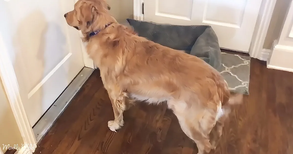 A golden retriever stands on a wooden floor near a door, looking down.