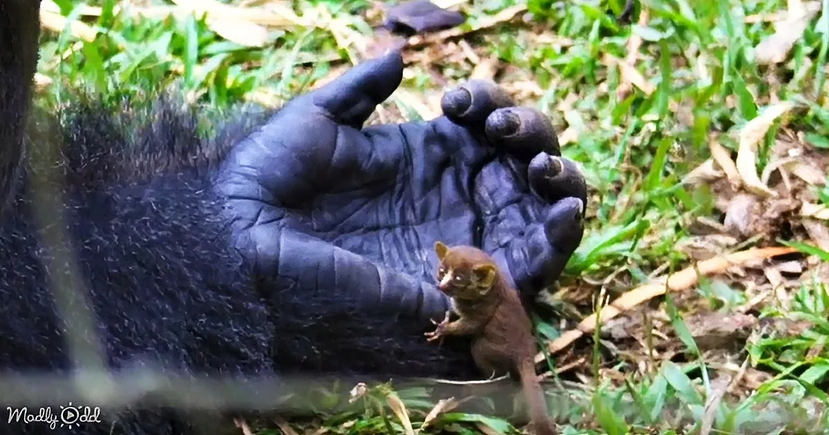 A baby kinkajou rests on a large, wrinkled hand amidst green grass and fallen leaves.