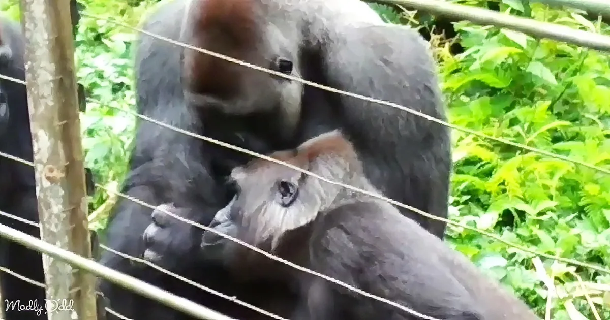 A gorilla and its baby are nestled together, surrounded by lush green foliage.