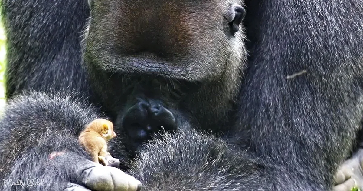 A gorilla holds a small, light-colored baby monkey on its chest.