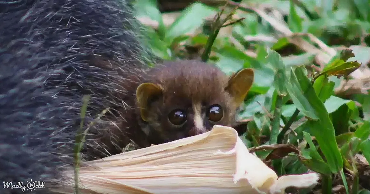 A small, dark-furred animal with large eyes peers curiously from behind a piece of bamboo.