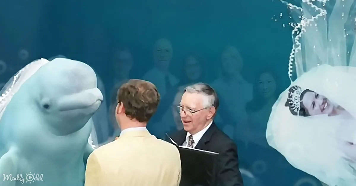 A bride and groom are exchanging vows with a beluga whale and a bride in the background.