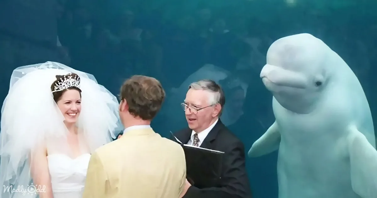 A bride in a white dress smiles as a beluga whale swims nearby during a wedding ceremony.