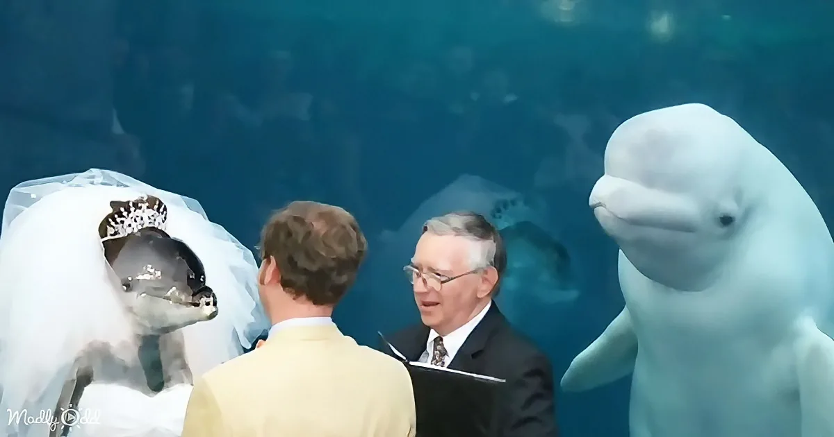 A wedding scene with a bride and groom, a dolphin in a veil, and a beluga whale in the background.