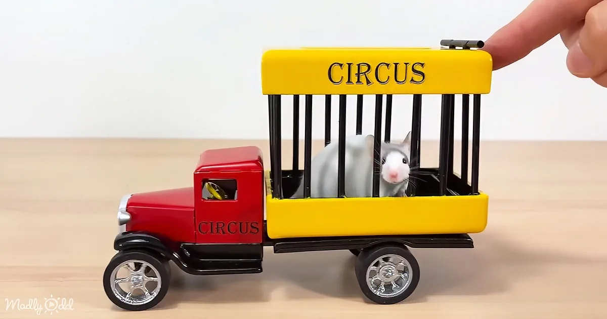 A toy circus truck with a rat inside a cage labeled "CIRCUS" on a wooden surface.