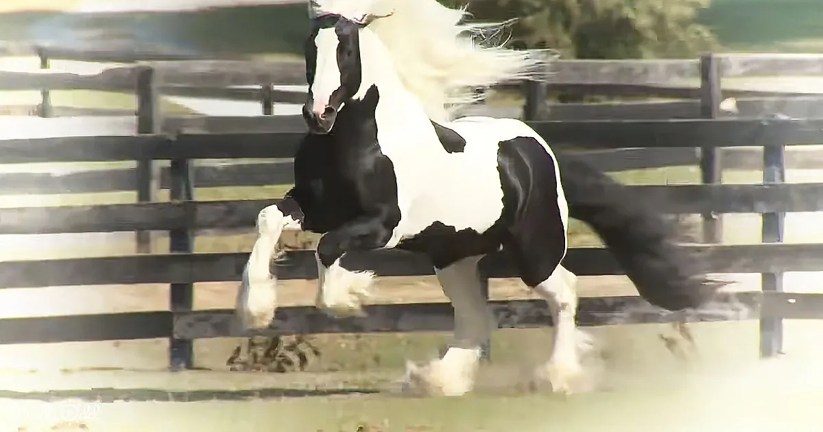 A black-and-white horse with a flowing mane and tail is captured mid-gallop, kicking up dust.
