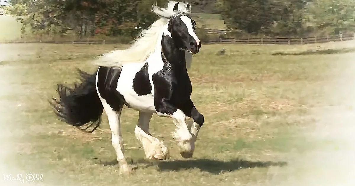 A black-and-white horse with a flowing mane and tail gallops across a grassy field.