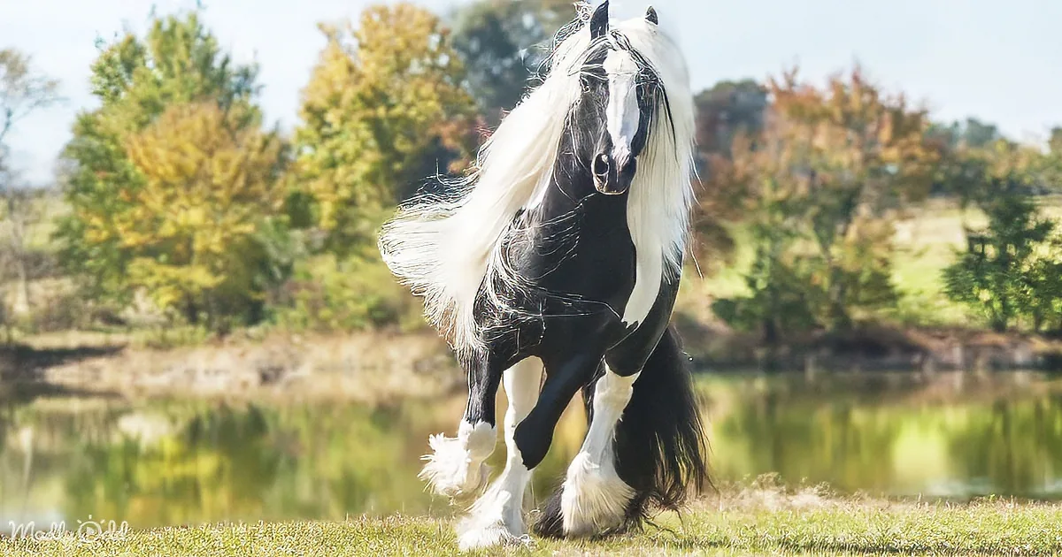 Stunning Gypsy Vanner Horse Stands Apart From the Rest