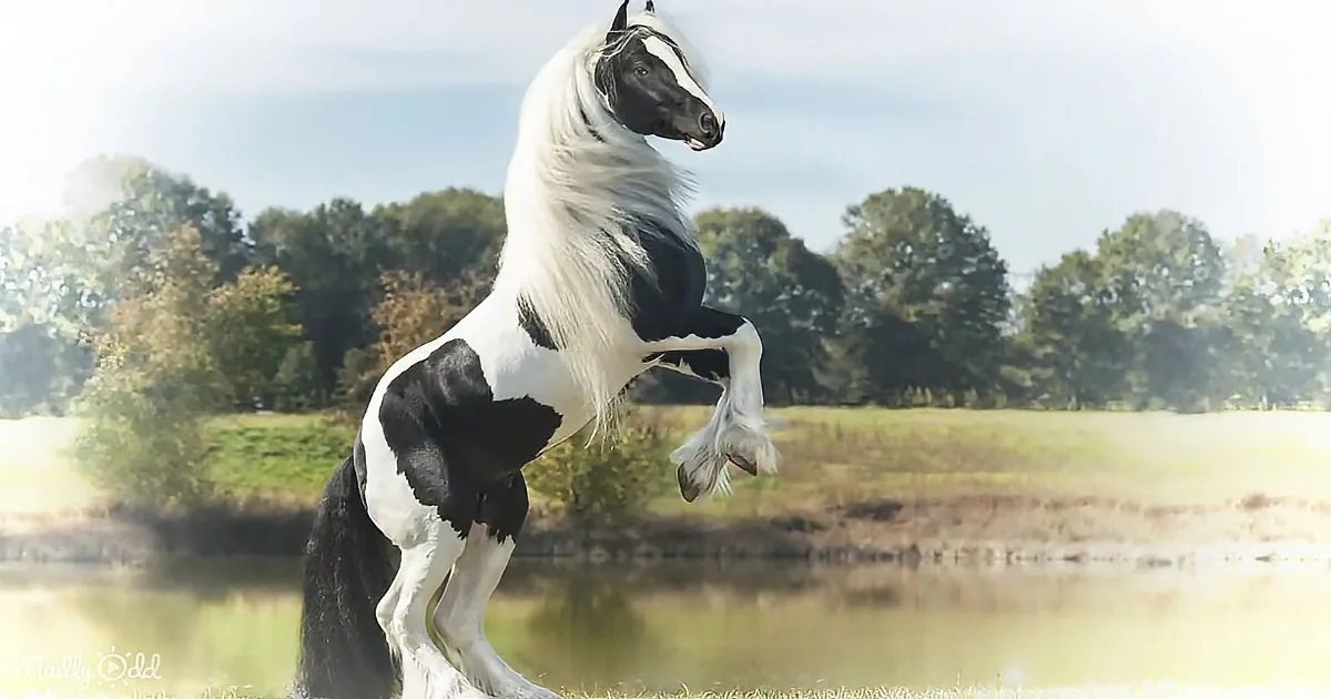 A striking black and white horse with a flowing mane and tail stands gracefully on its hind legs by a serene lake.