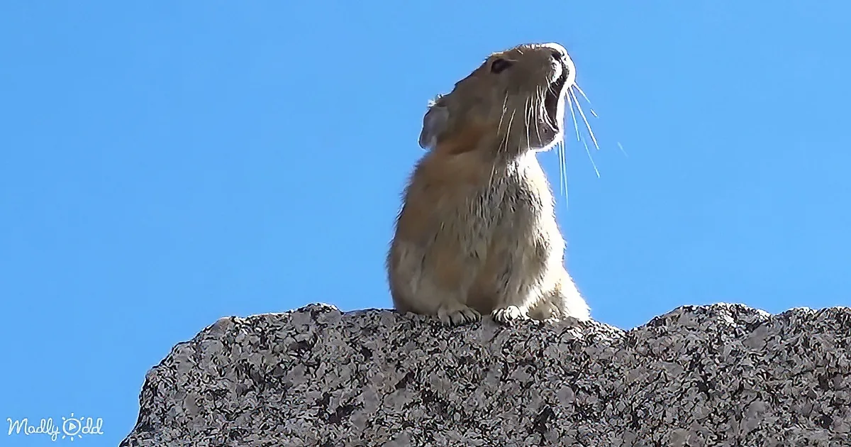 A pika sits on a rocky surface against a clear blue sky, appearing to look up.