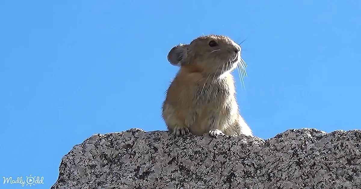 A pika stands on a rocky surface against a clear blue sky.