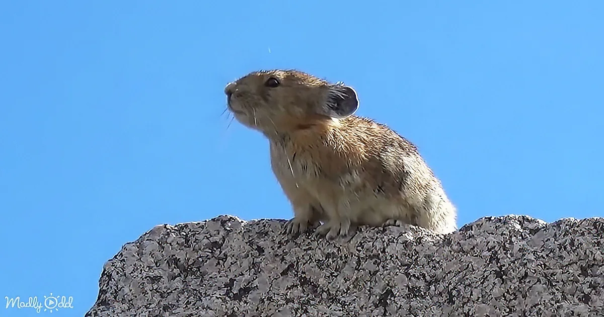 A pika stands on a rocky surface against a clear blue sky.