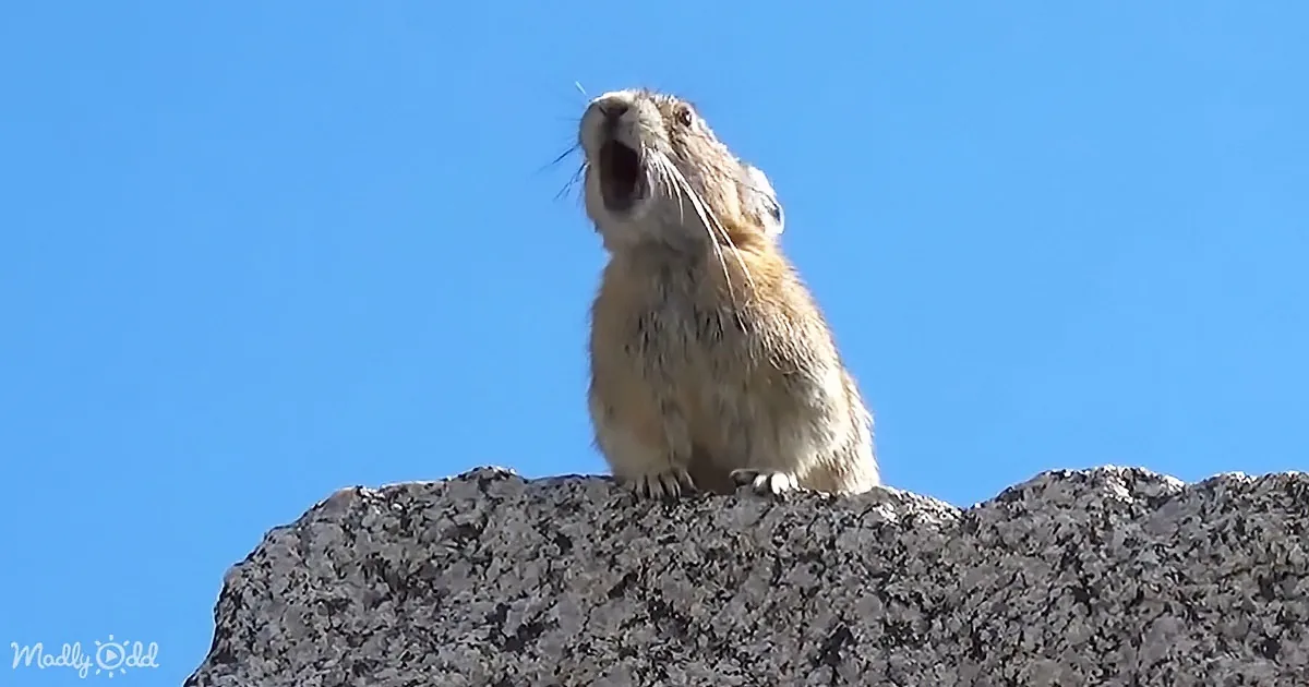 A small, fluffy animal with a wide-open mouth stands on a rock against a clear blue sky.