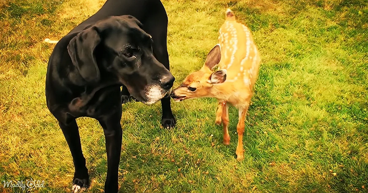 A black dog and a fawn stand on grass, the dog gently touching the fawn's nose.