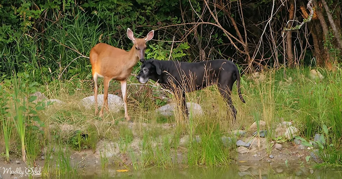 A deer and a black dog stand close, facing each other in a grassy area near a water body.