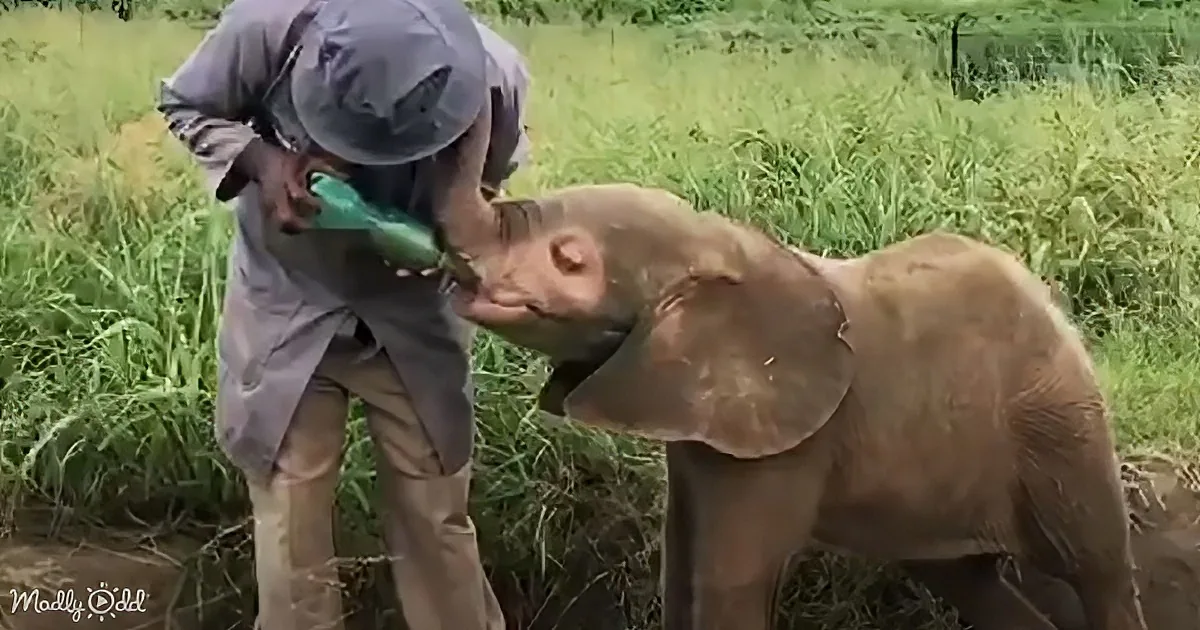 A baby elephant is being bottle-fed by a person in a field.