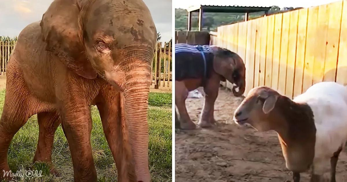 Rescued Albino Elephant With Blue Eyes Befriends a Goat