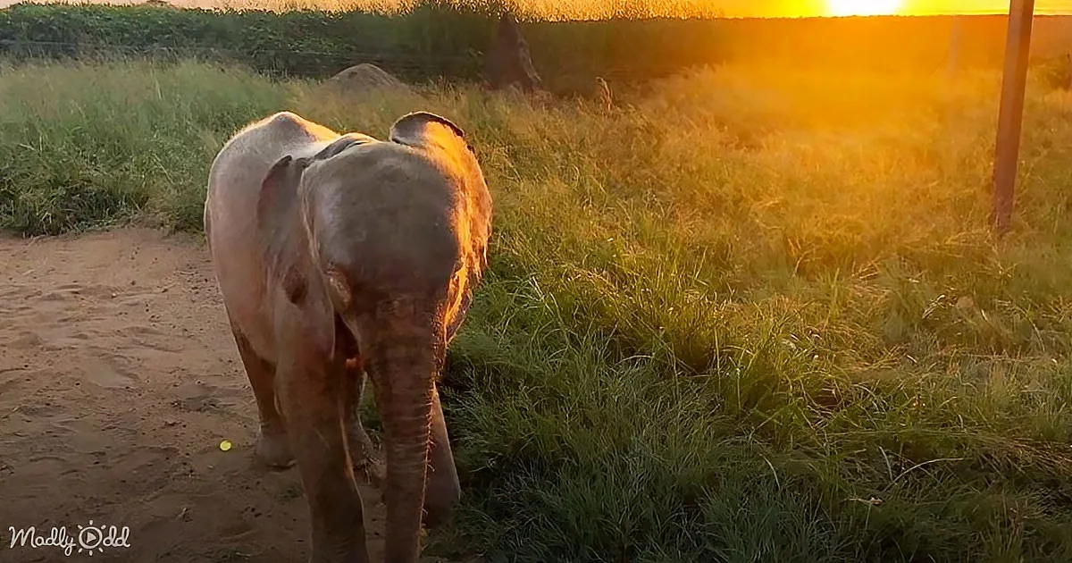 An elephant walks away on a dirt path, bathed in golden sunlight, with grass and trees in the background.