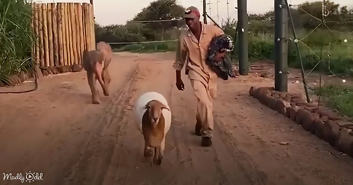 A man walks with two sheep on a dirt path, carrying a bag on his back.