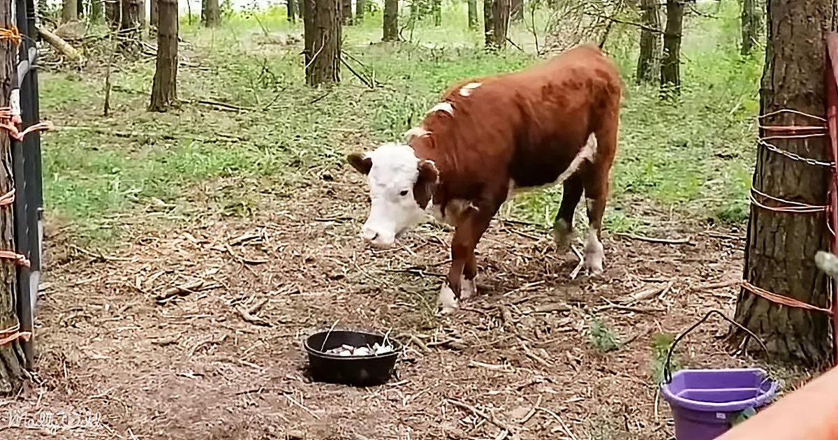 A brown and white cow stands in a forested area near a black bucket.
