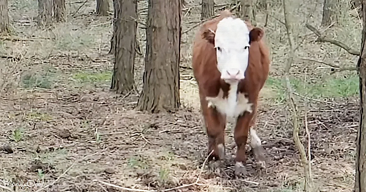 A brown and white cow stands in a forested area with trees and scattered leaves around.