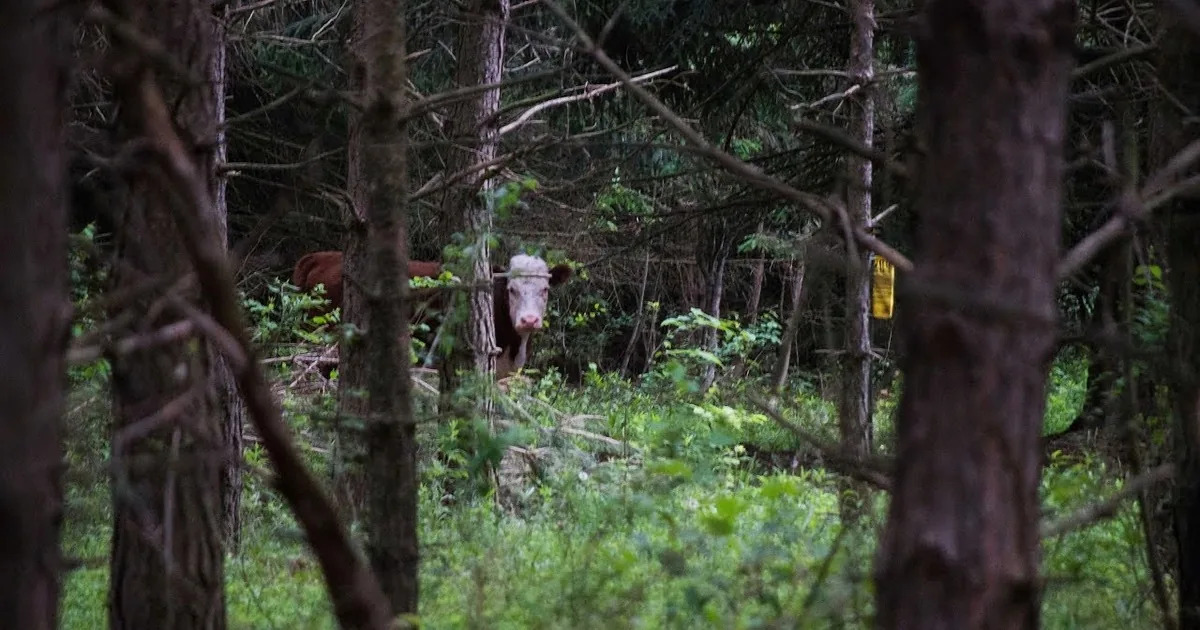 Deer Family Raises Escaped Calf in Snowy Woodland Haven
