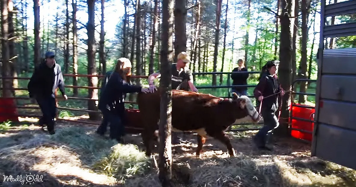 A group of people is herding a cow through a forested area with a fence.