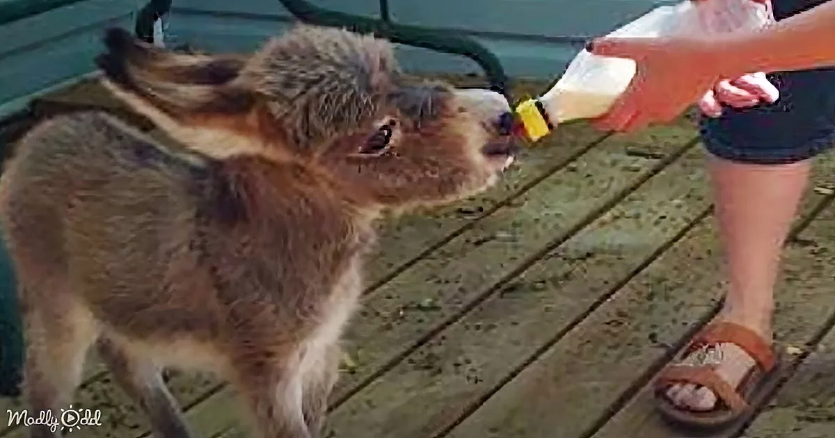 A baby goat is being bottle-fed by a person on a wooden deck.