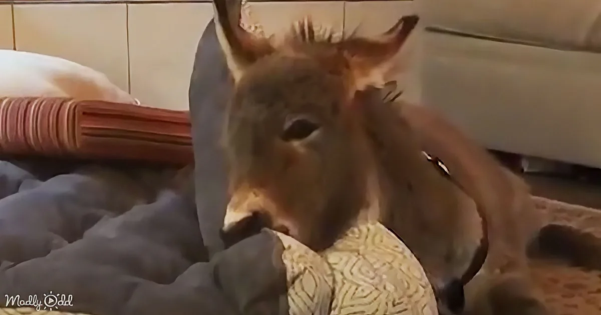 A donkey is lying on a bed, holding a yellow patterned cloth in its mouth.