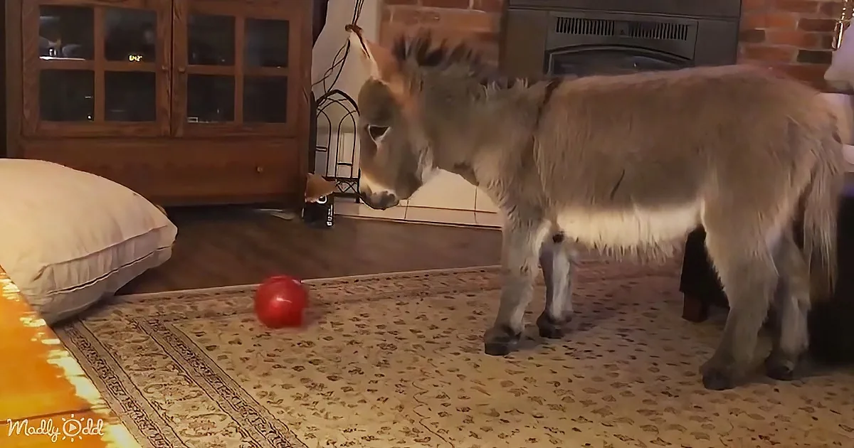 A donkey stands on a patterned rug, facing a red ball in a cozy room with a fireplace and furniture.