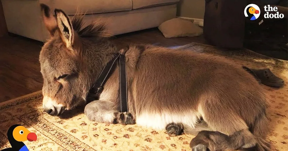 Tiny Tim, the Endearing Donkey Who Believes He's a Dog