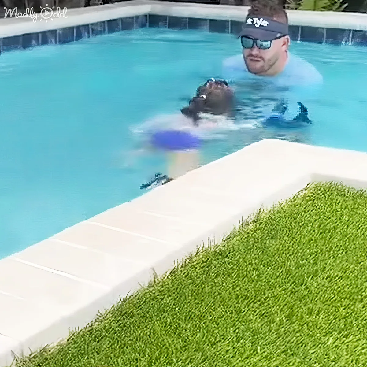 A man in a pool wearing sunglasses and a visor is holding a small dog with a blue toy.