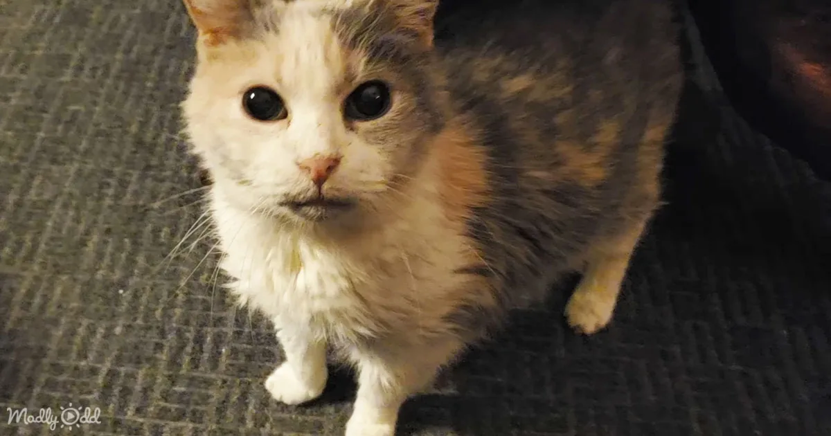 A calico cat with white, orange, and black fur sits on a dark carpet, looking directly at the camera.