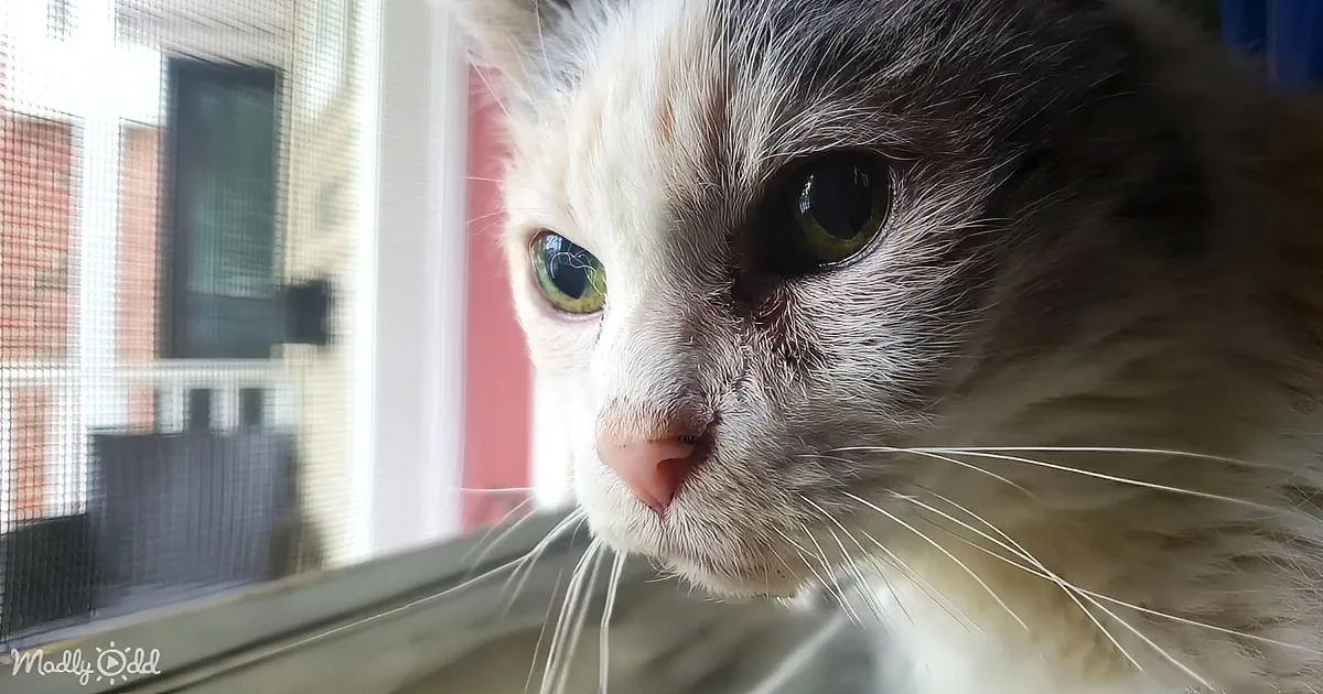 The 27-Year-Old Cat Who Continues to Defy the Odds and Steals Hearts