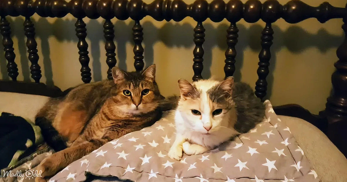 Two cats, one tabby and one calico, rest on a bed with a star-patterned pillow.