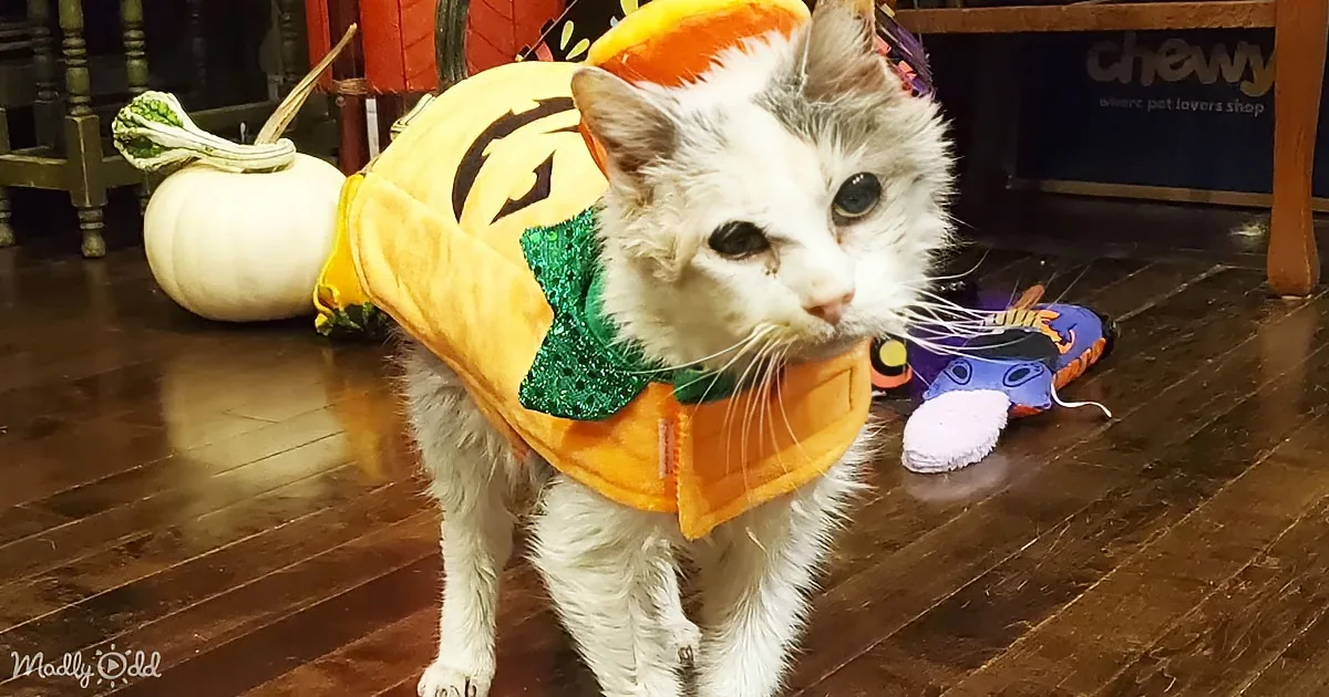 A white cat wearing a pumpkin costume stands on a wooden floor near a white pumpkin and toys.