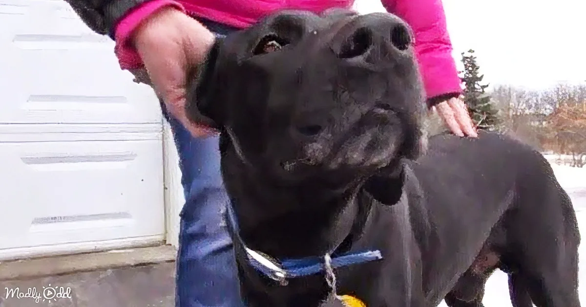 Heroic Stray Dog Saves Unconscious Woman: the Story That Melts Hearts