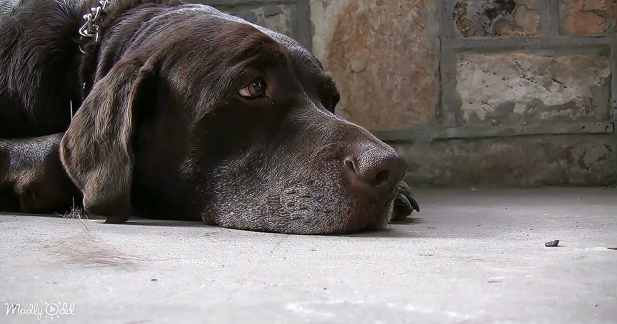 A chocolate Labrador retriever lies on a concrete floor, gazing to the side with a calm expression.