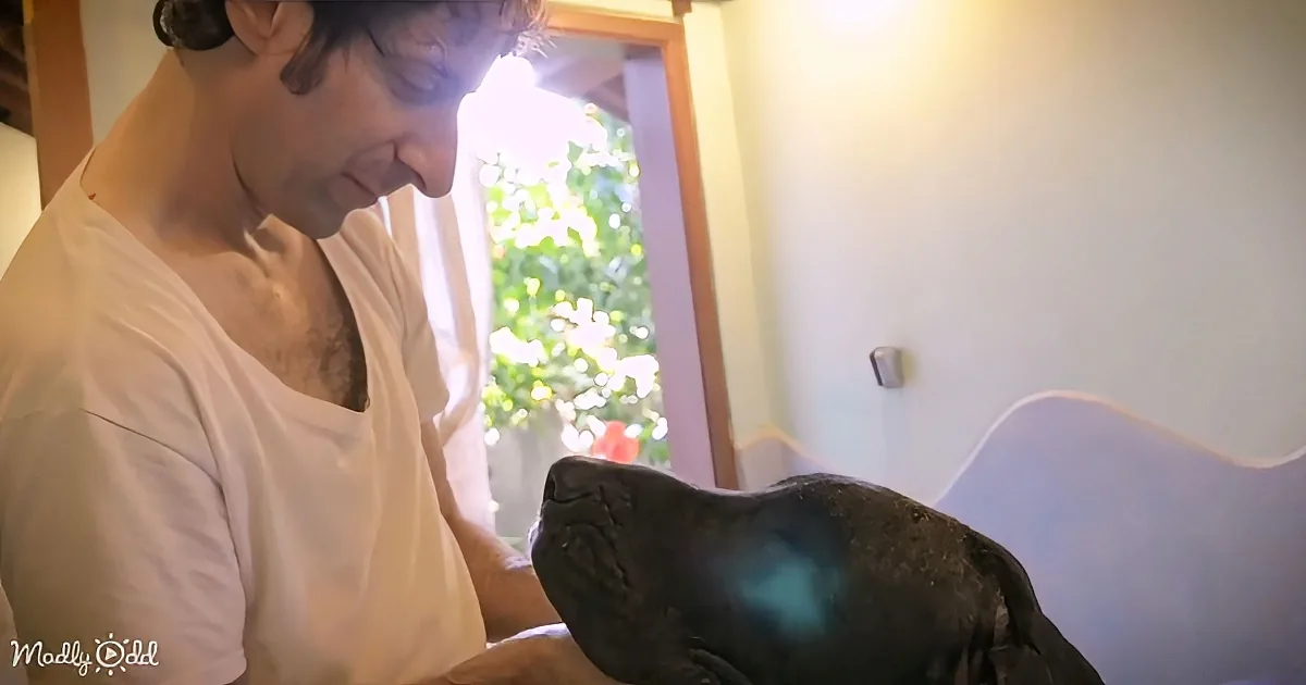 A man in a white shirt smiles as he pets a black dog, with sunlight streaming through a window in the background.