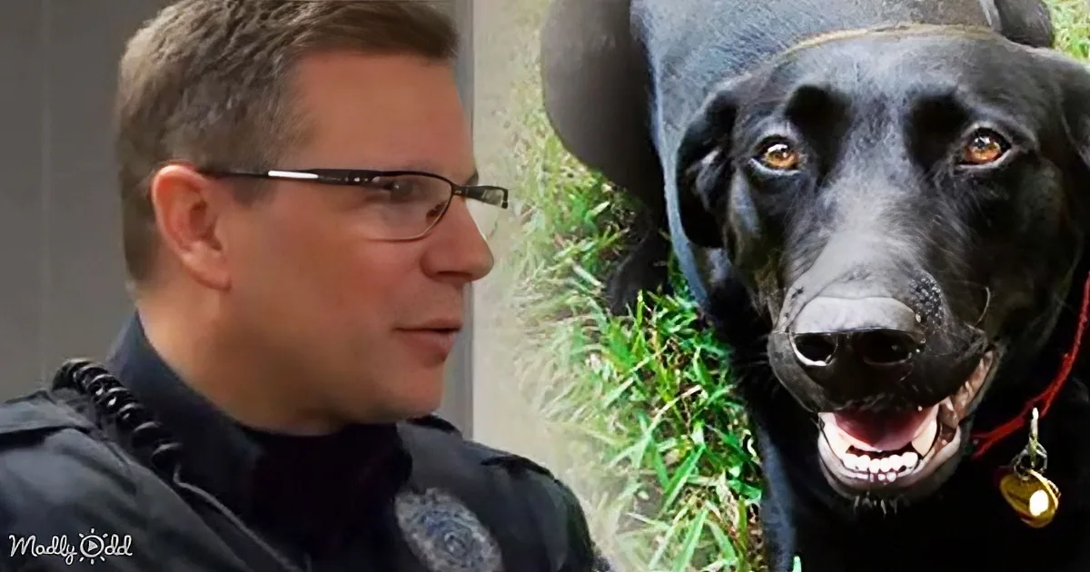 A police officer in uniform stands beside a smiling black dog with a red collar and tags.