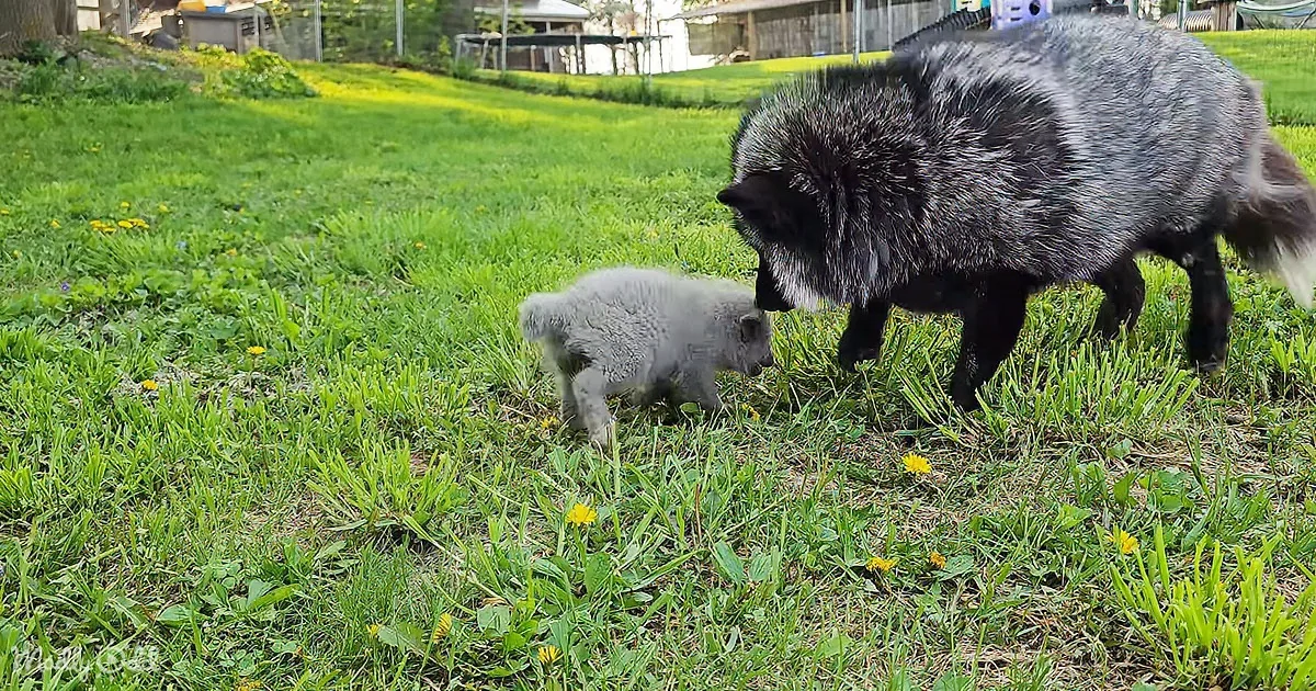 A fluffy gray fox and its pup explore a grassy yard with dandelions.