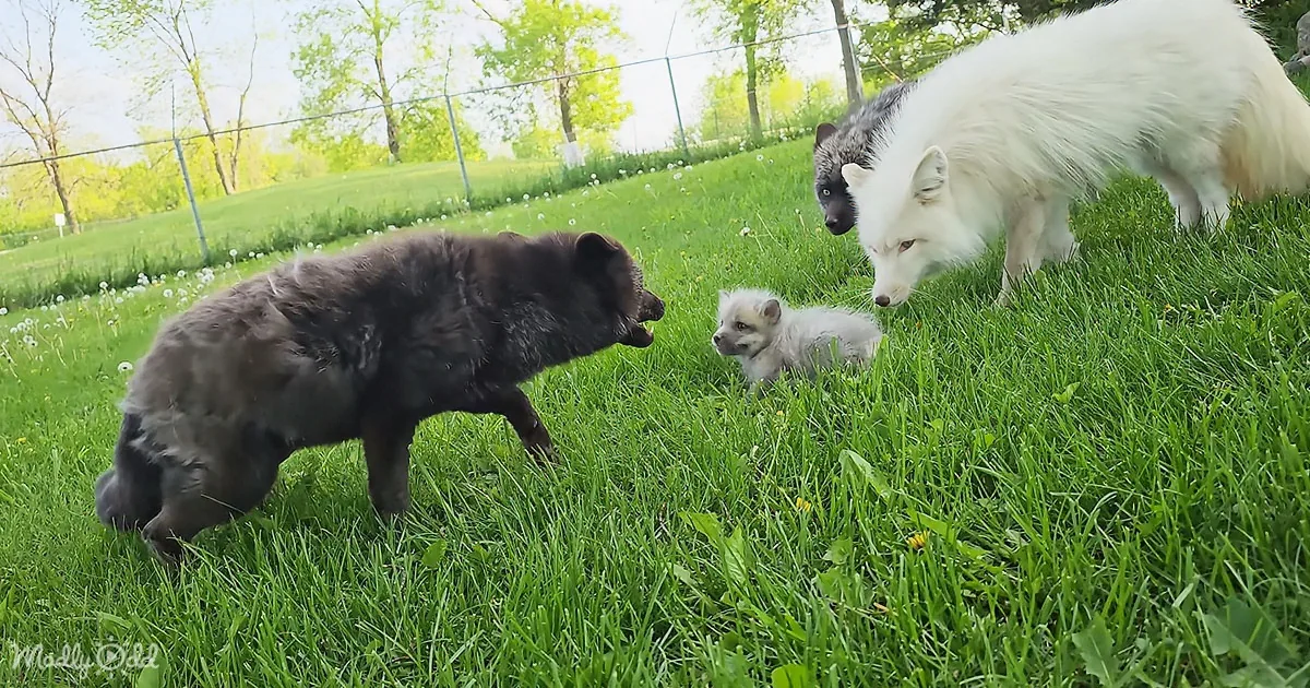 Rescue Baby Fox Finds Family: a Heartwarming Journey From Loneliness to Love