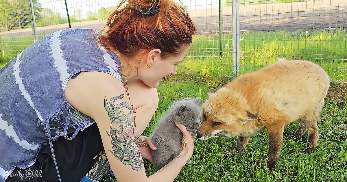 A woman holds a gray kitten while a fox sniffs it, both on grass near a fence.
