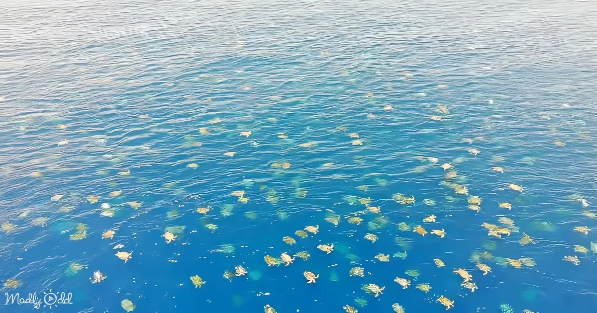 Numerous baby turtles swimming in clear blue ocean water.